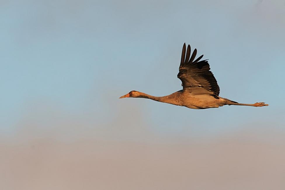 Vuelo batido